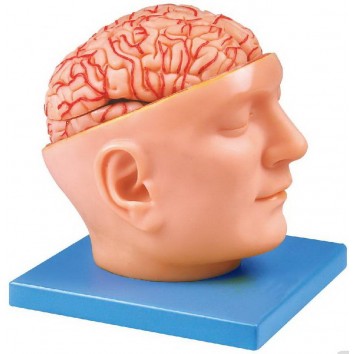 ADVANCE MODEL OF HUMAN HEAD WITH BRAIN & ARTERIES (SOFT)